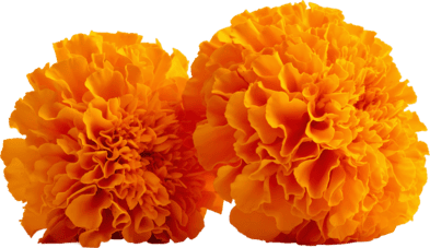 Flor derecha